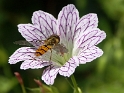 Blume Biene PICT0212 (2)_Bildgröße ändern